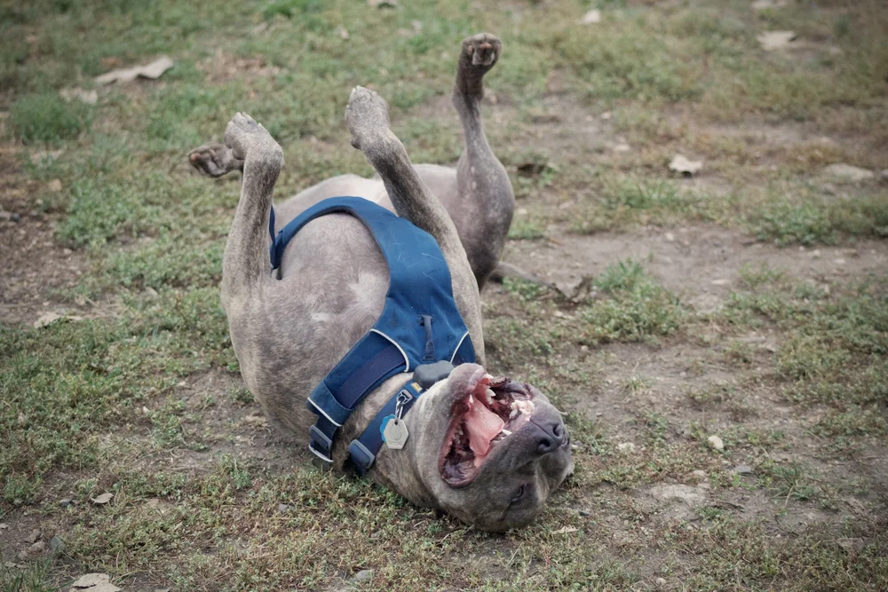 What Happens When Your Dog Goes Into Shock