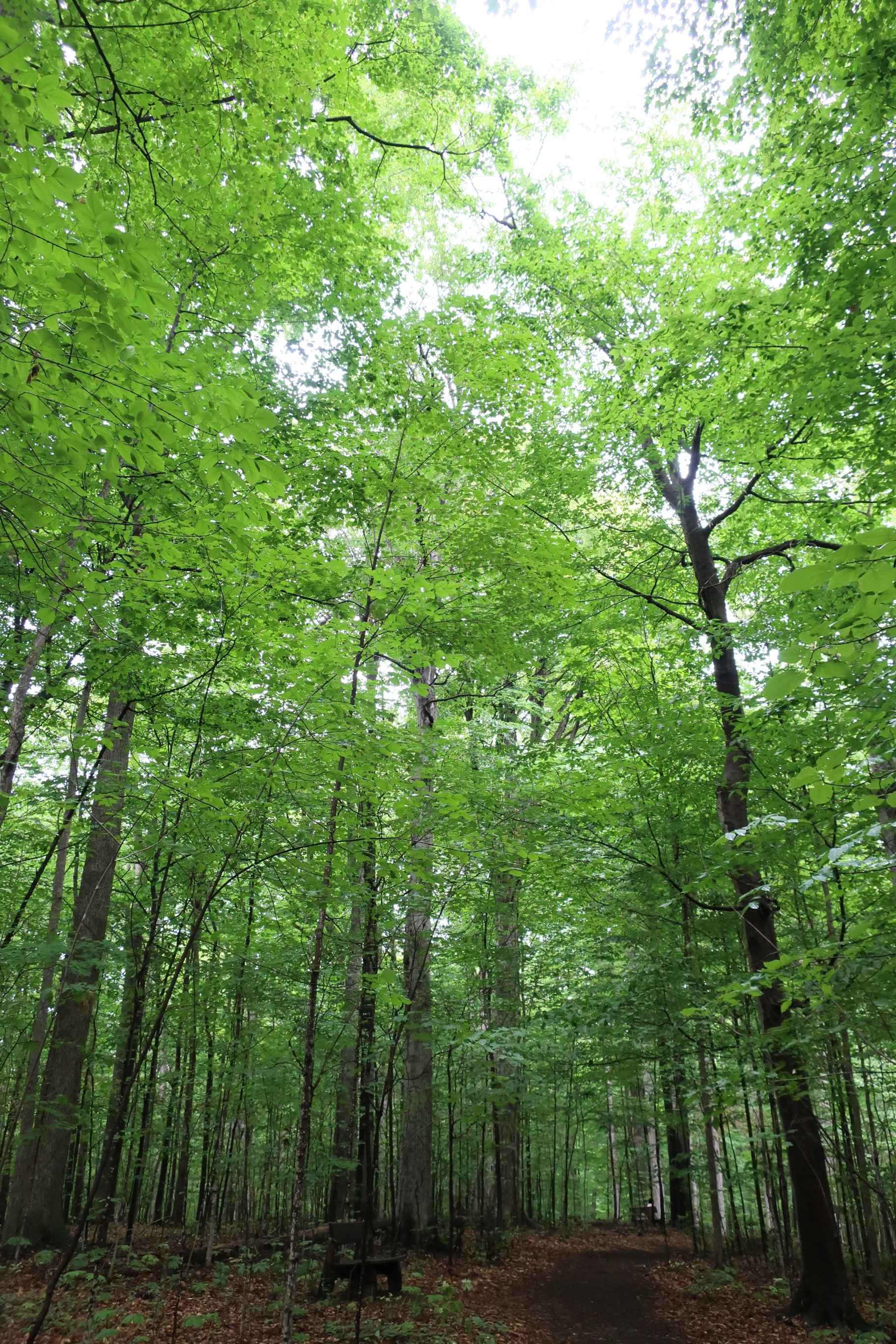 Sacred Grove