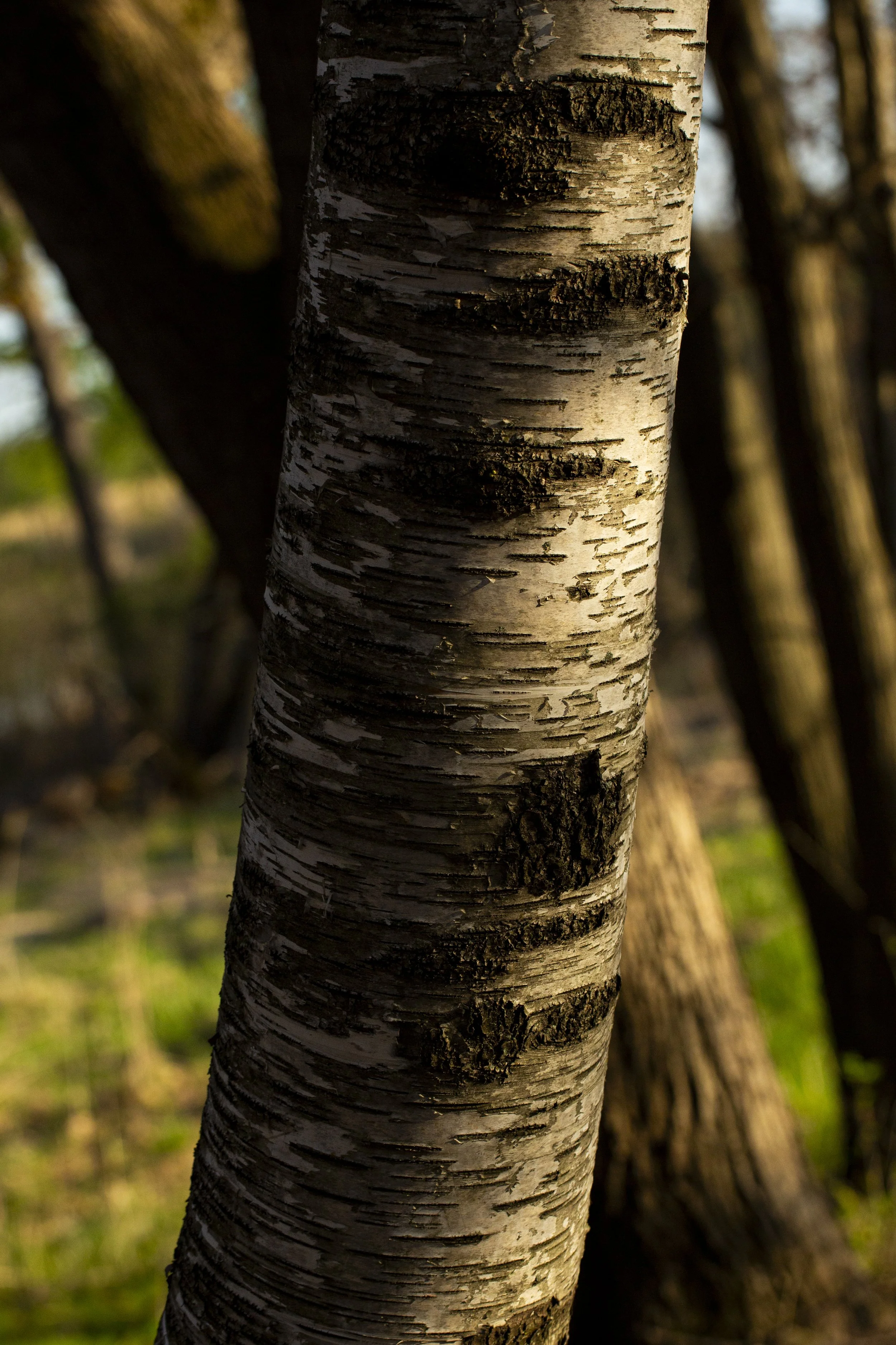 Tamarack-017.jpg