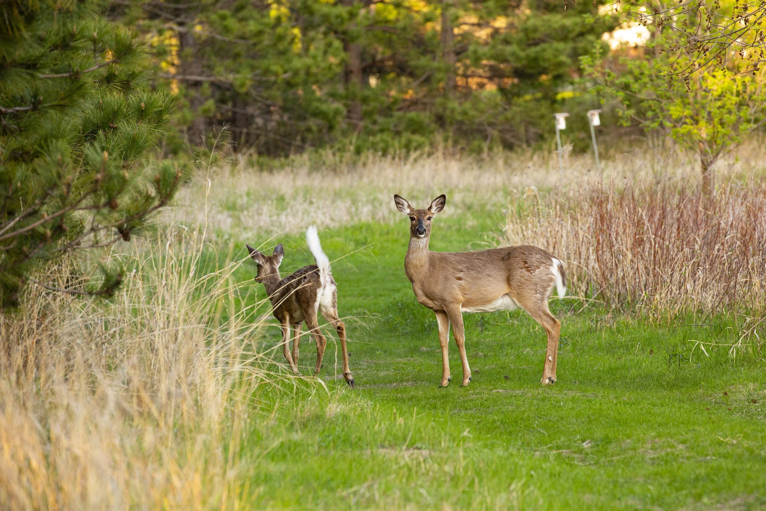 Tamarack-028.jpg