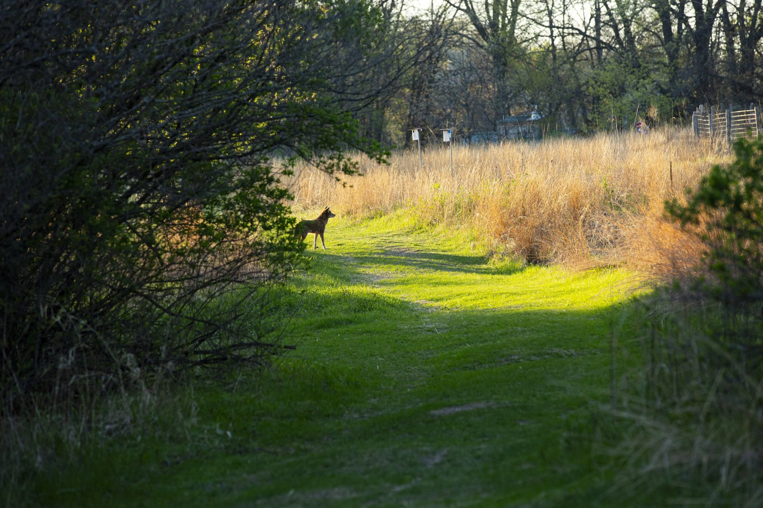 Tamarack-029.jpg