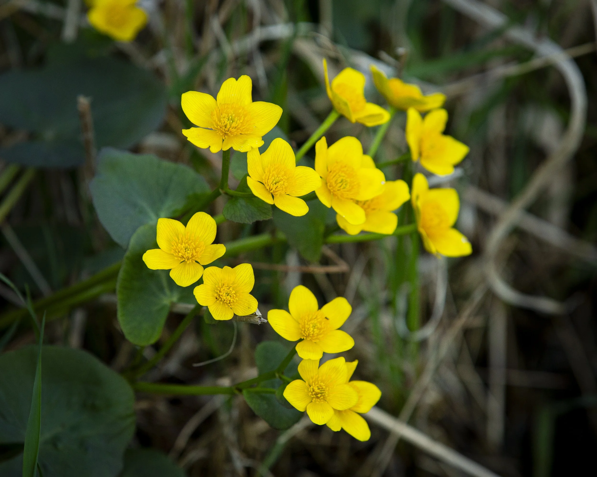 Tamarack-032.jpg