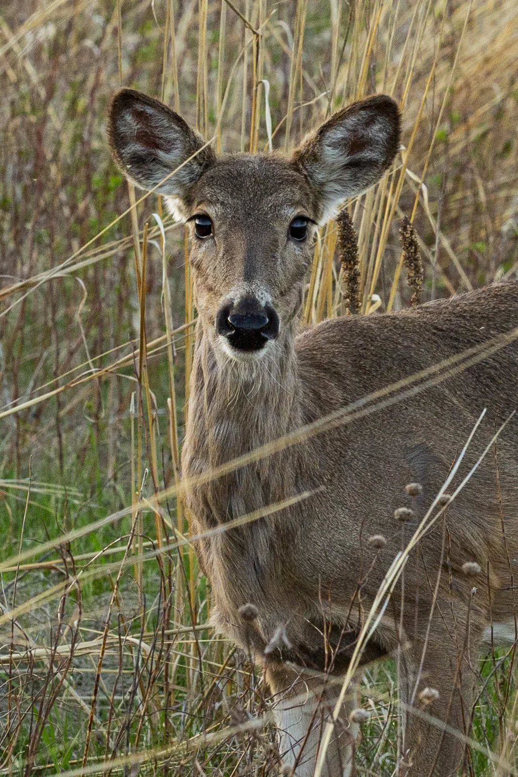 Tamarack-065.jpg