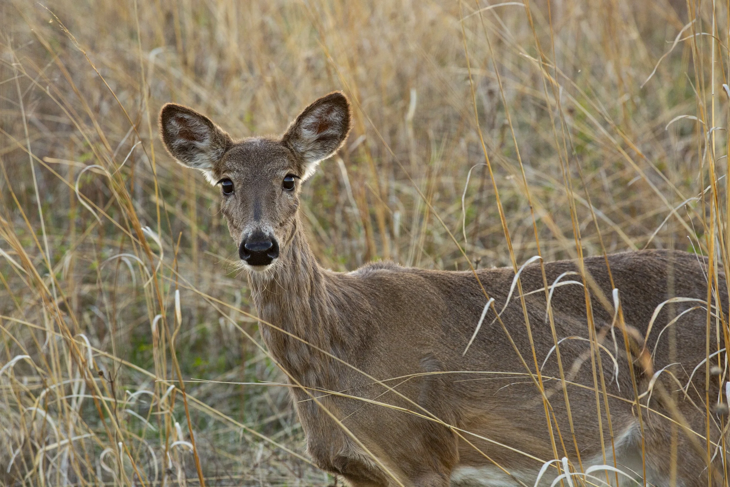 Tamarack-067.jpg