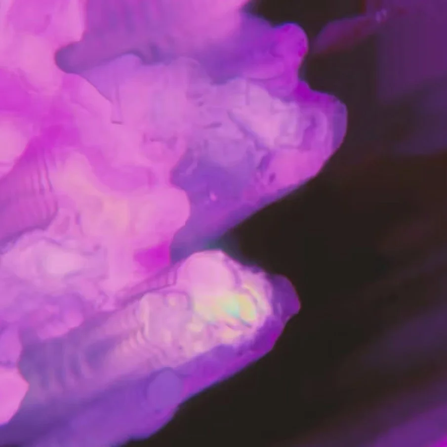 Pansy- audio reactive and interactive particle projection created in Touchdesigner