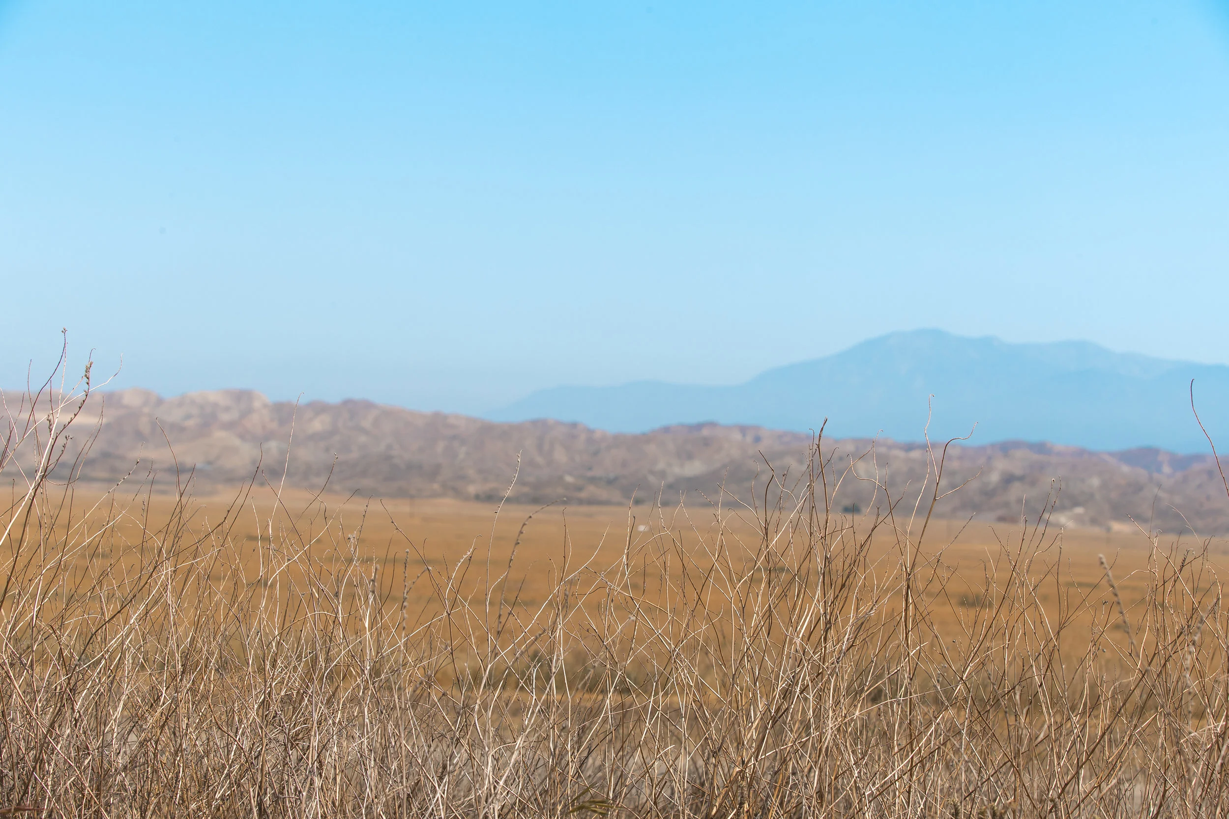 ABE1_Joshua_Tree-12.jpg