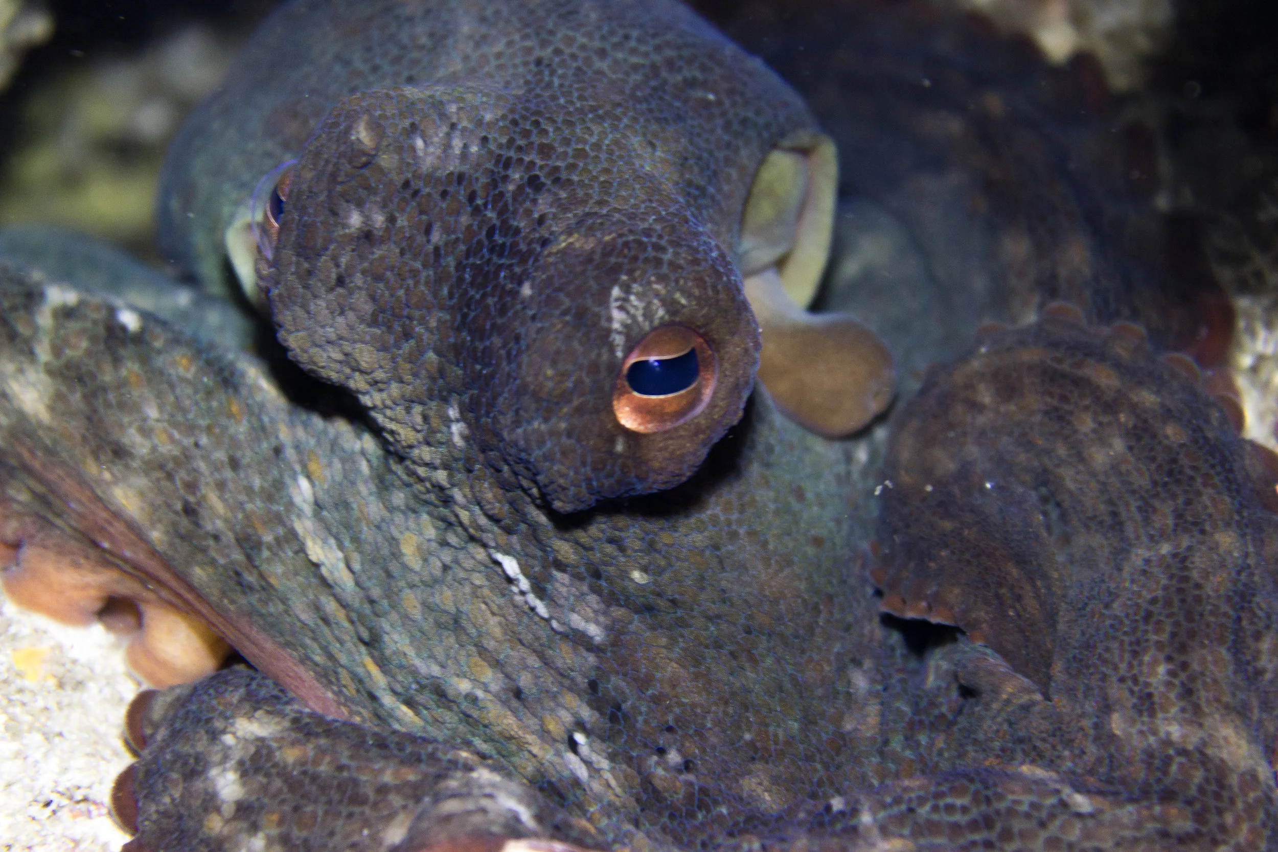 Octopus tetricus