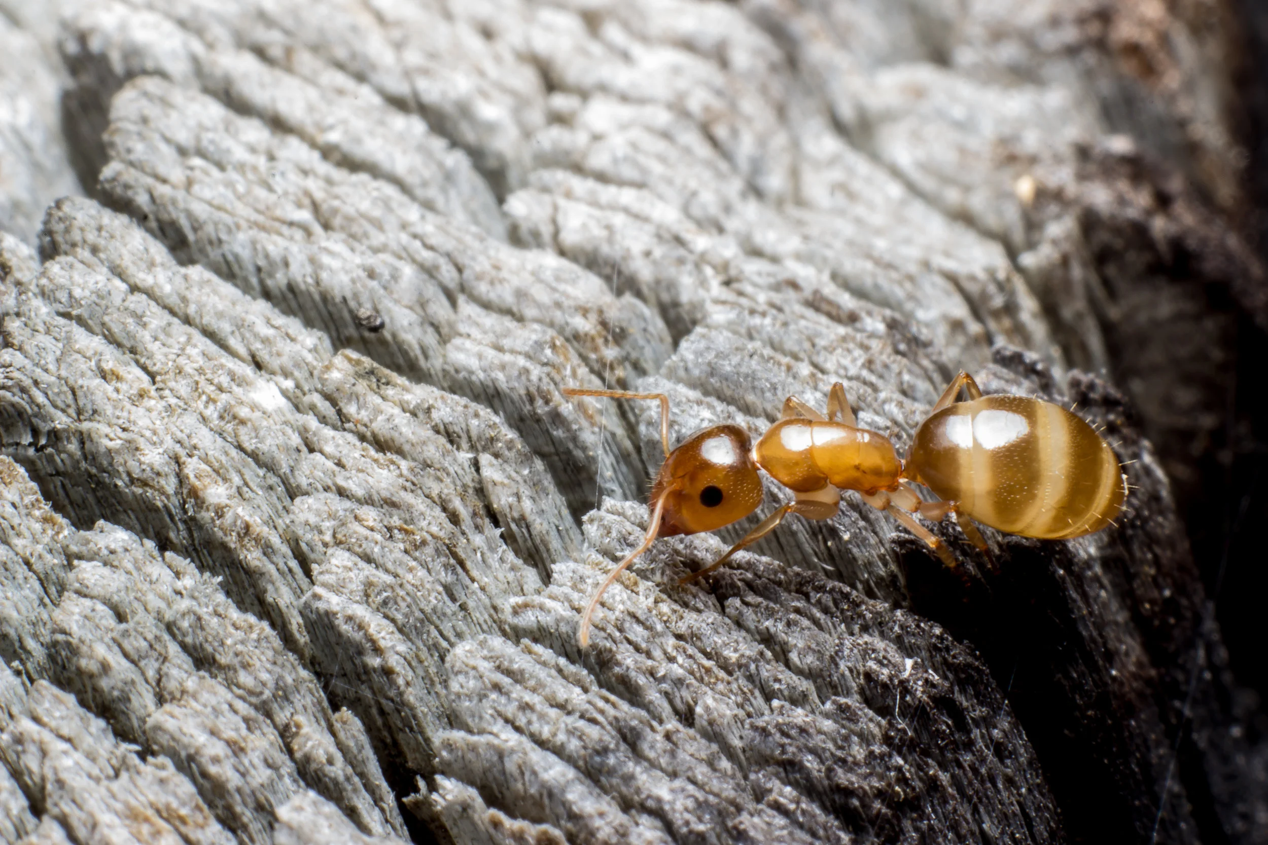 A golden queen searches for a place to start a brood