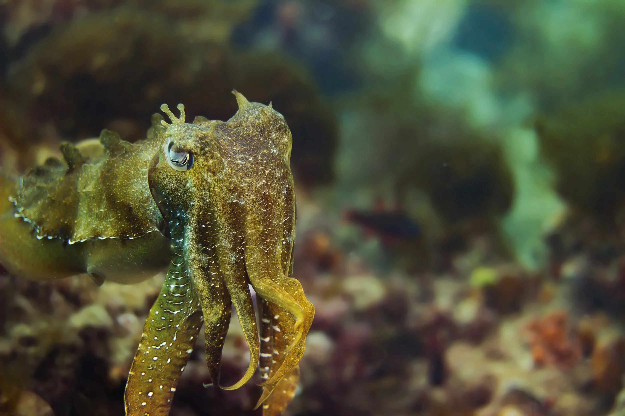 This image was taken below the CBH Grain Terminal in Kwinana, Western Australia. A bold specimen that was not shy about getting its picture taken.