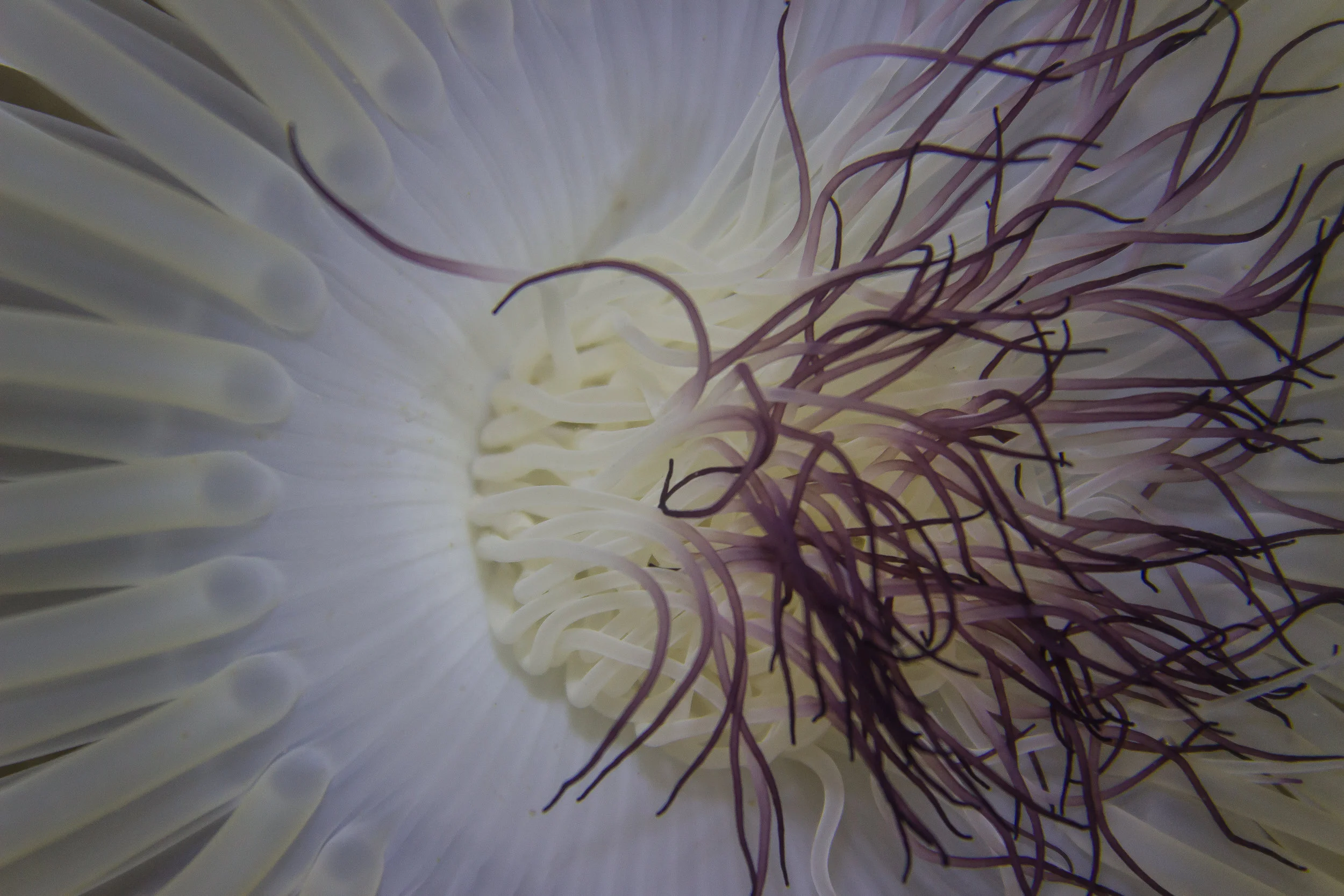 Being above can also occur below, below the waves that is. This shot occurred as I was swimming above a purple tipped tube anemone (Cerianthus spp) in the Swan River, WA.