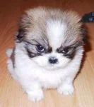 "A photo of the author's face when she reads the phrase "RCTs are the gold standard of evaluation."