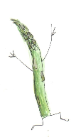 AsparagusSketch-Run1-lw-scaled.jpg.png