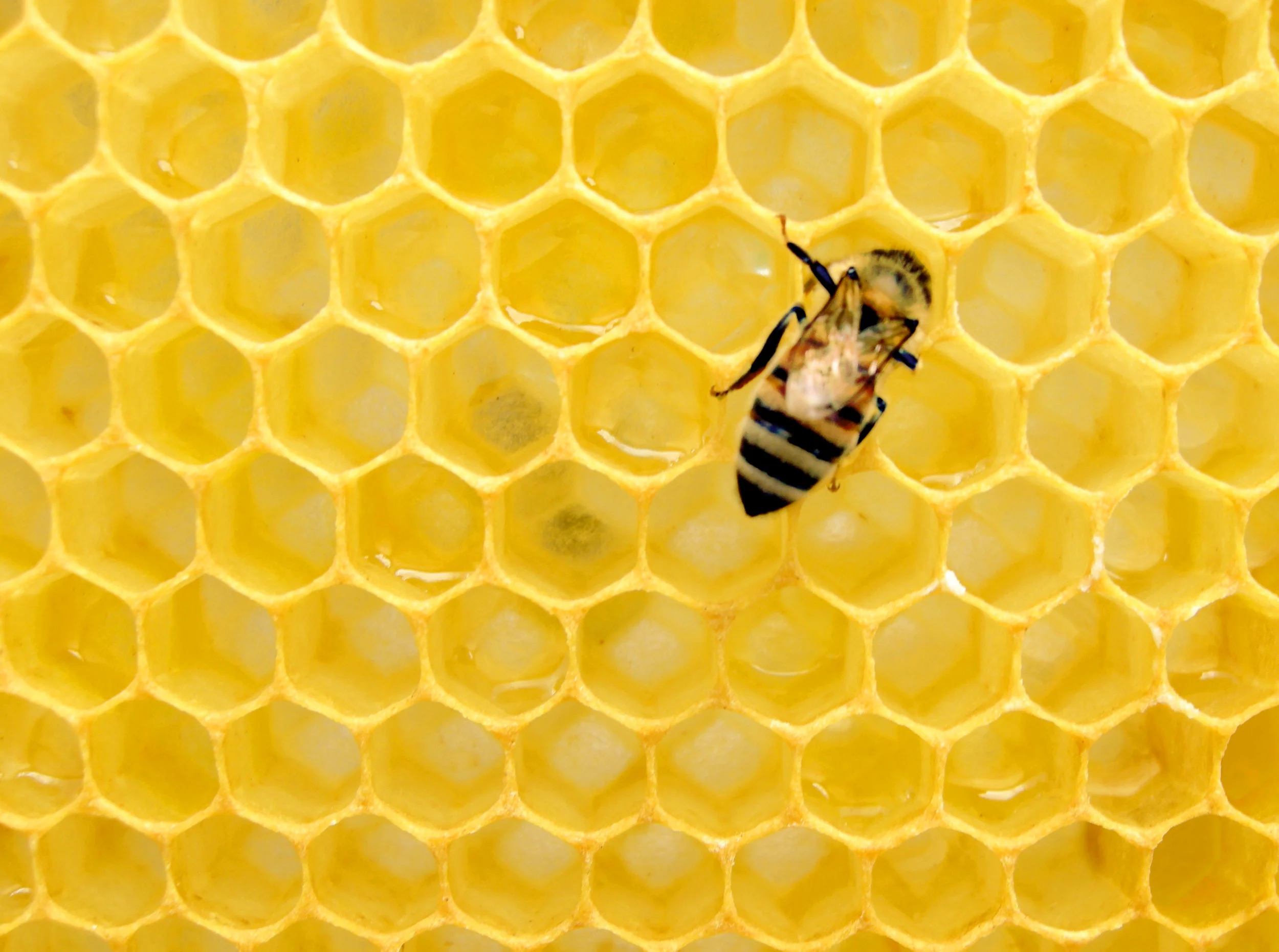 Hope for the Honey Bee?