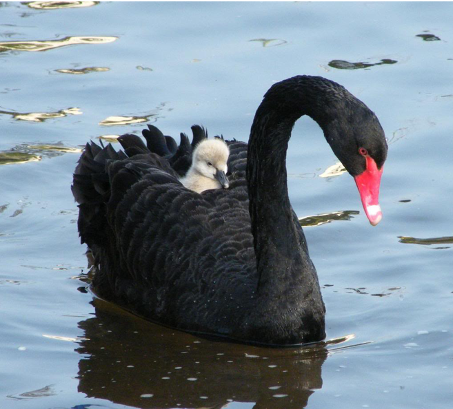 Black Swans Better Policy — Power to Persuade