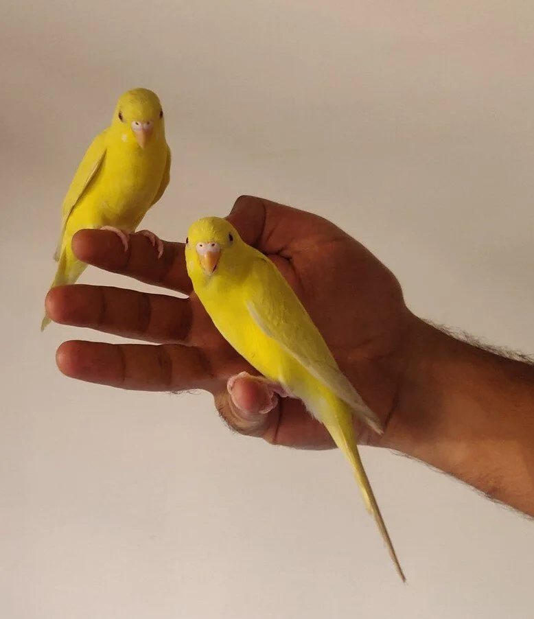 Ramping up punitive mechanisms in employment services: Single mothers are the canary in the coalmine