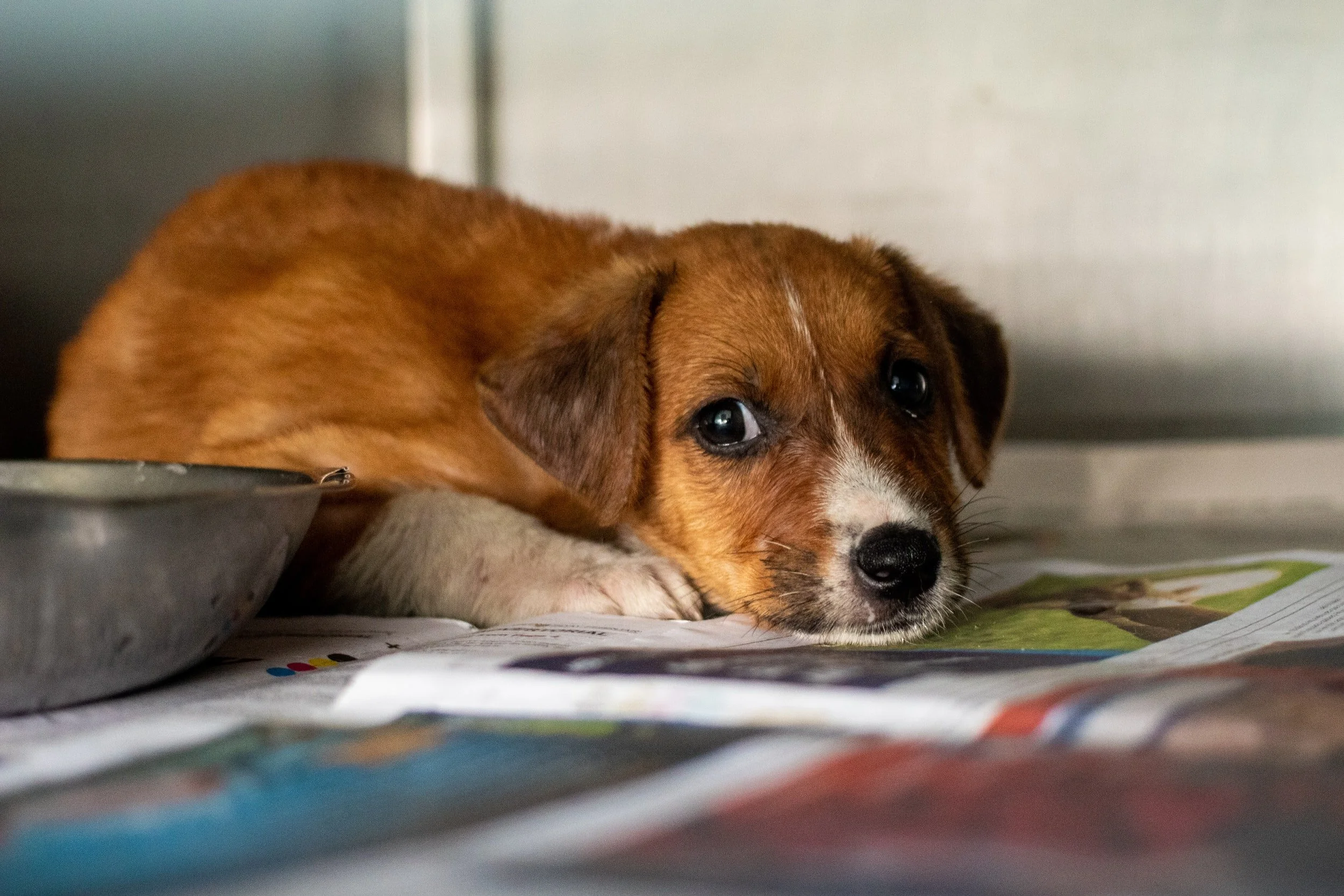 Losing the chicken for the flock: Reforming animal welfare prosecutions in Australia
