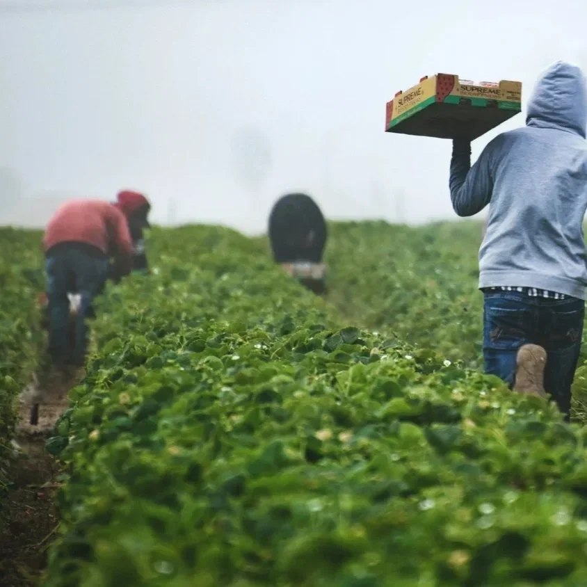 The Australian Government's Contradictory Stance on Undocumented Migrant Workers