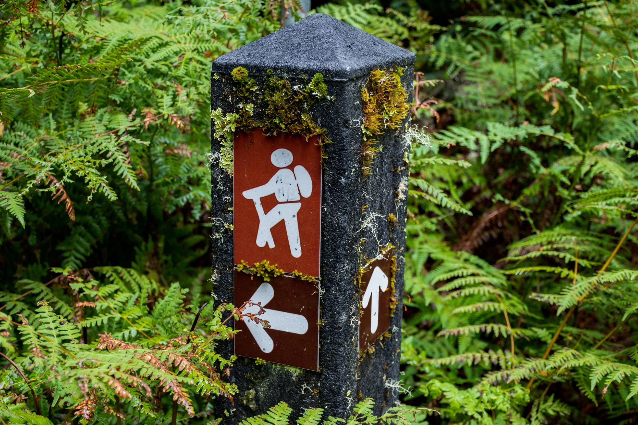 Searching for missing migrants and non-citizens: the need for systems of support 