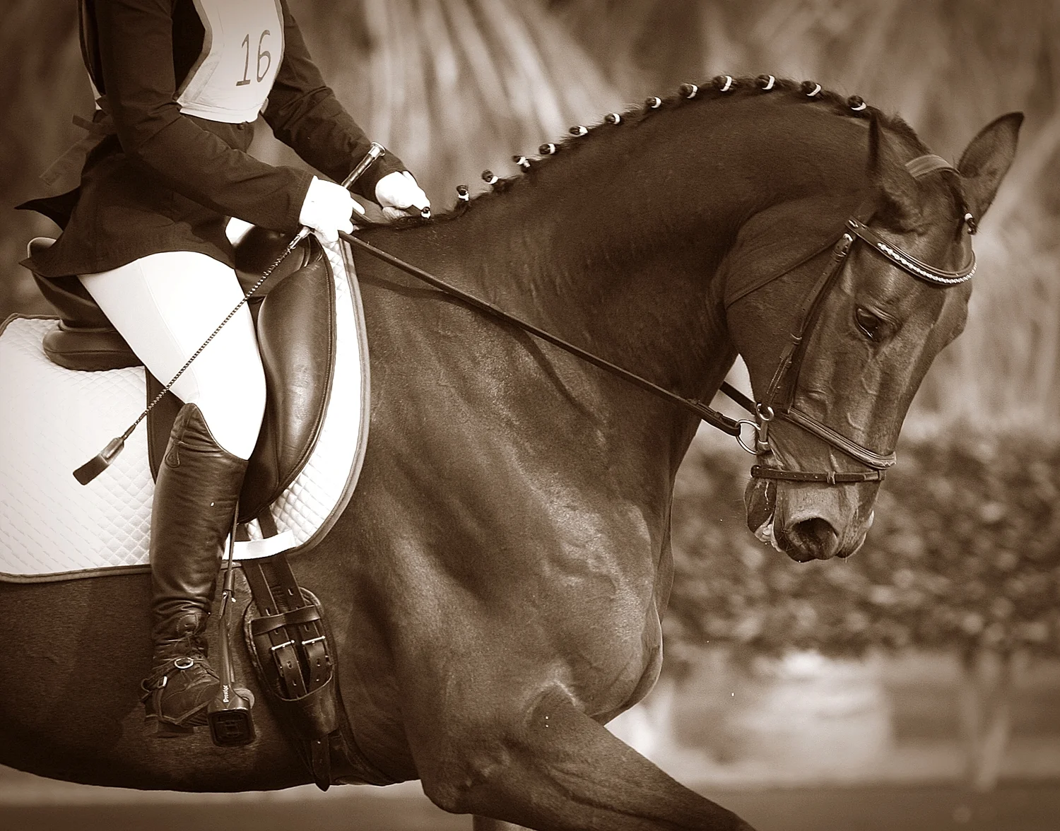 Tara Hamilton Photography Dubai  (29) lr.JPG