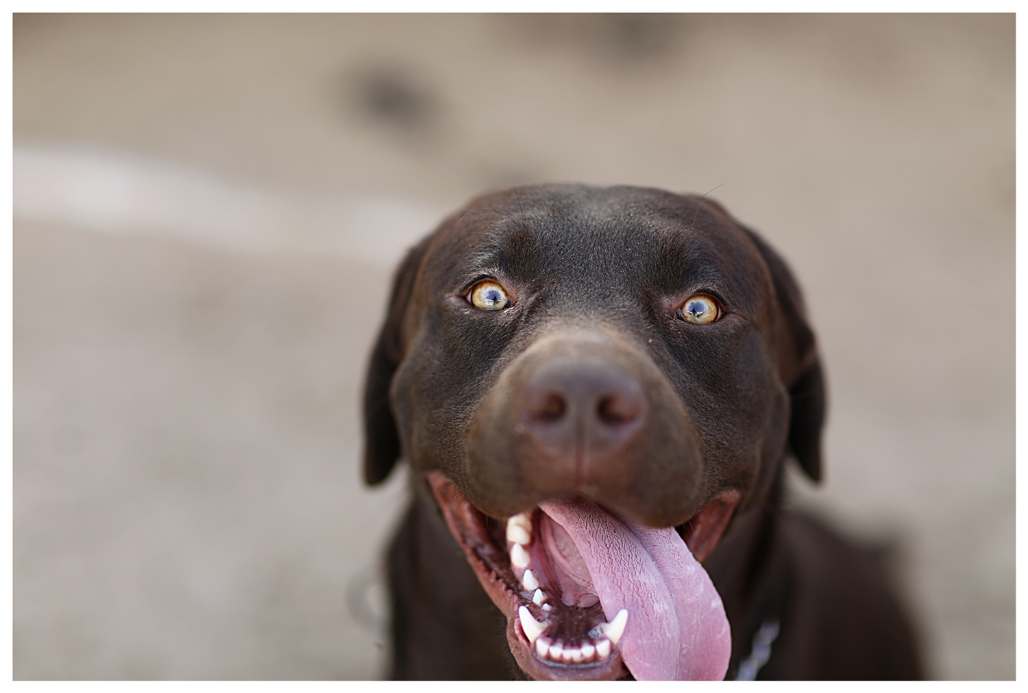Dog 11 low res.JPG