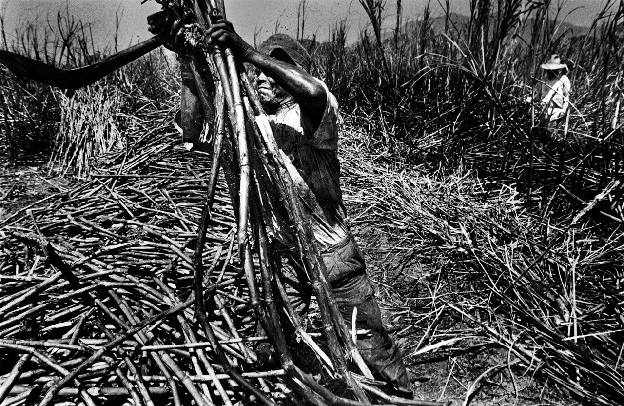 sugarcanes02.jpg