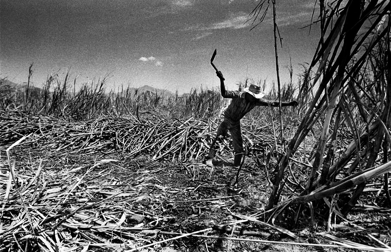 sugarcanes06.jpg