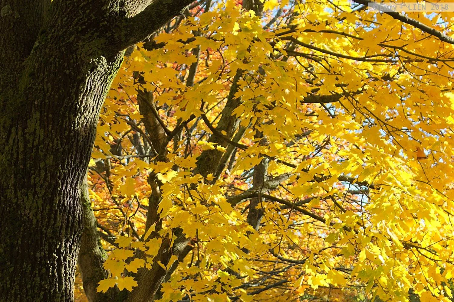 Autumn Story Cover.jpg