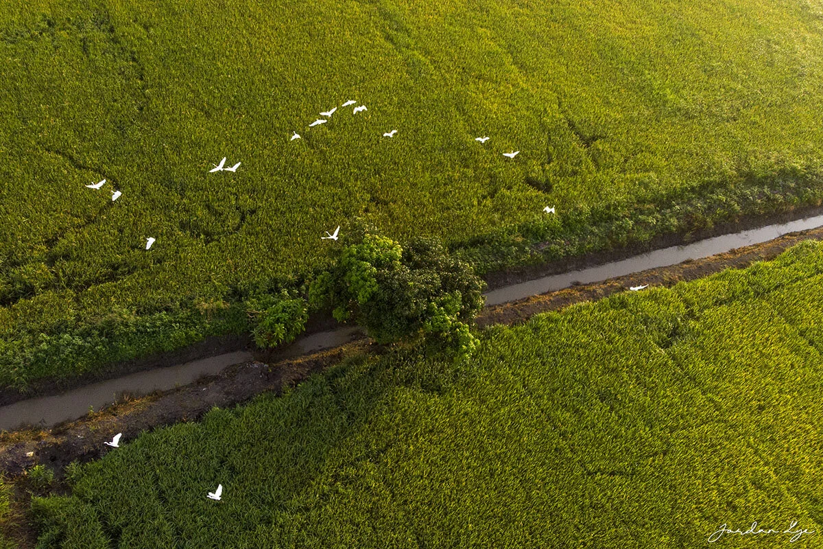 1DJI_0287.jpg