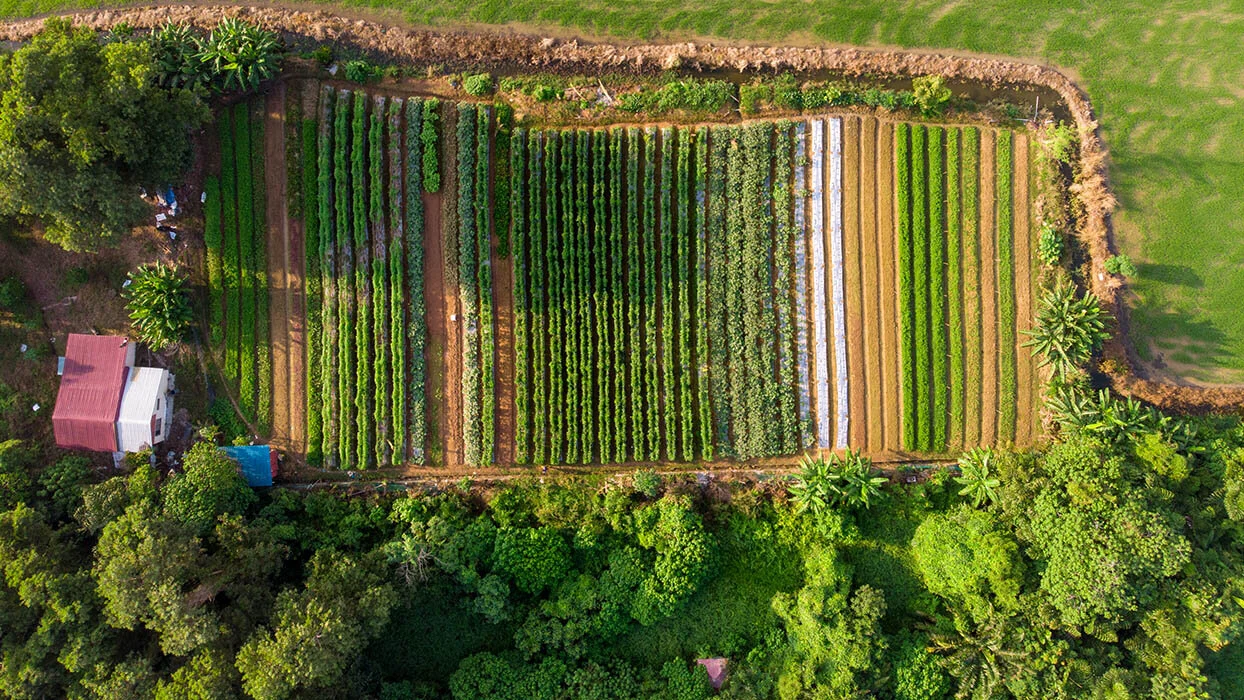 Farm land from above