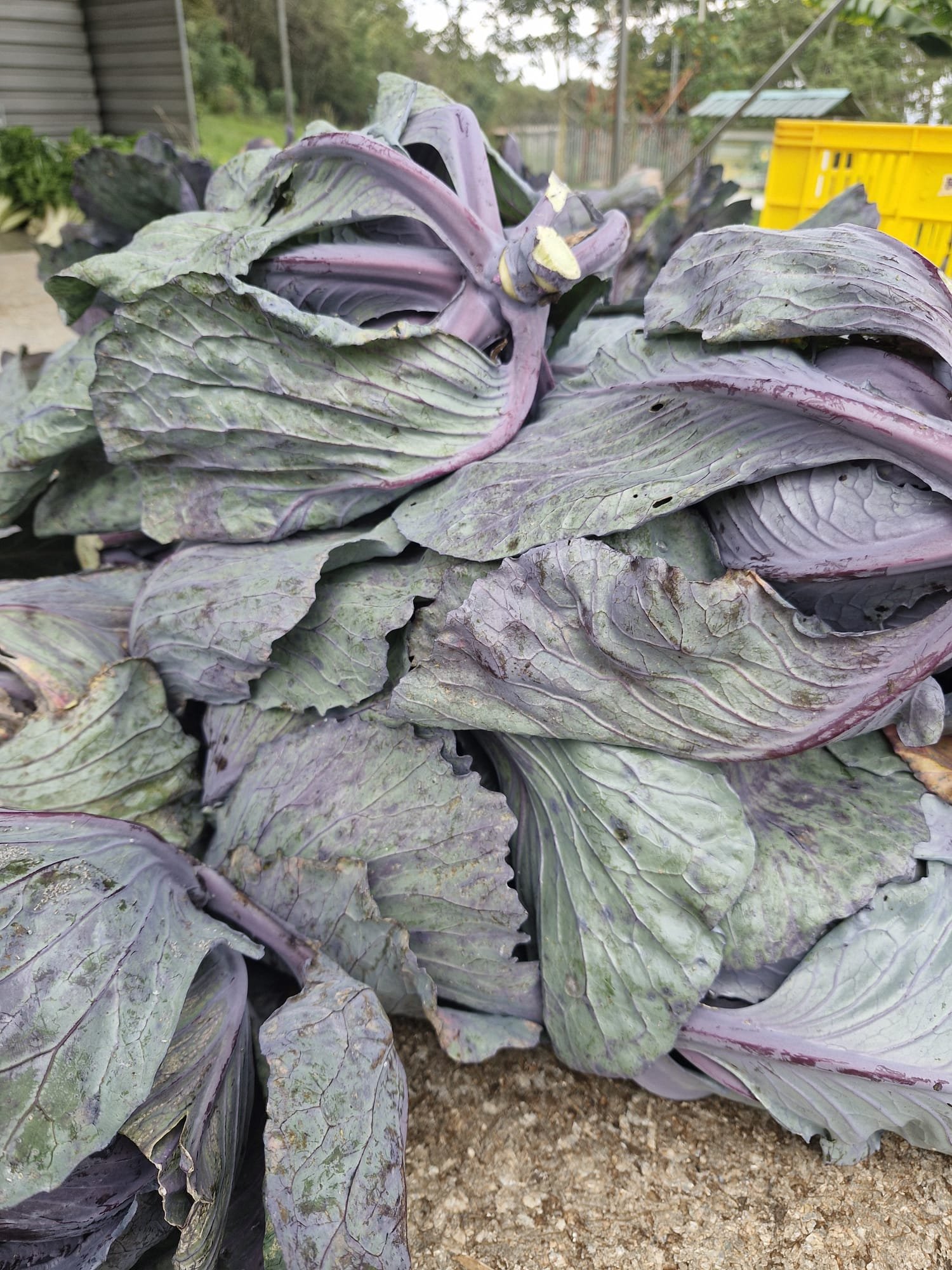 WhatsApp Image 2026-01-02 at 15.49.30 (2).jpeg