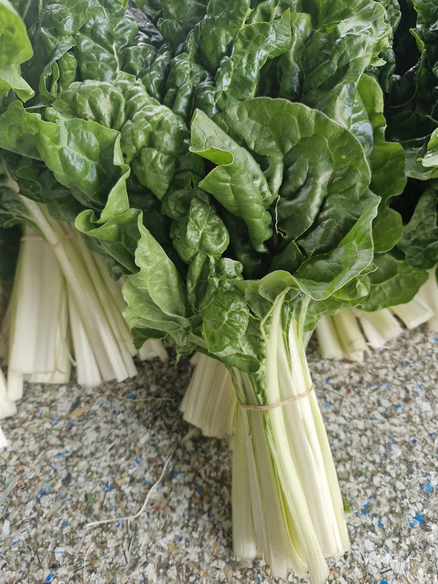 WhatsApp Image 2026-01-02 at 15.49.30 (3).jpeg