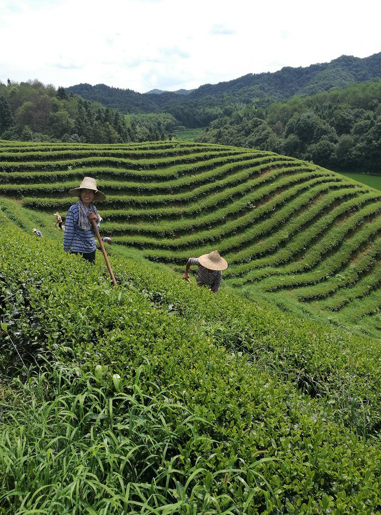 Fairtrade and Ethical Sourcing