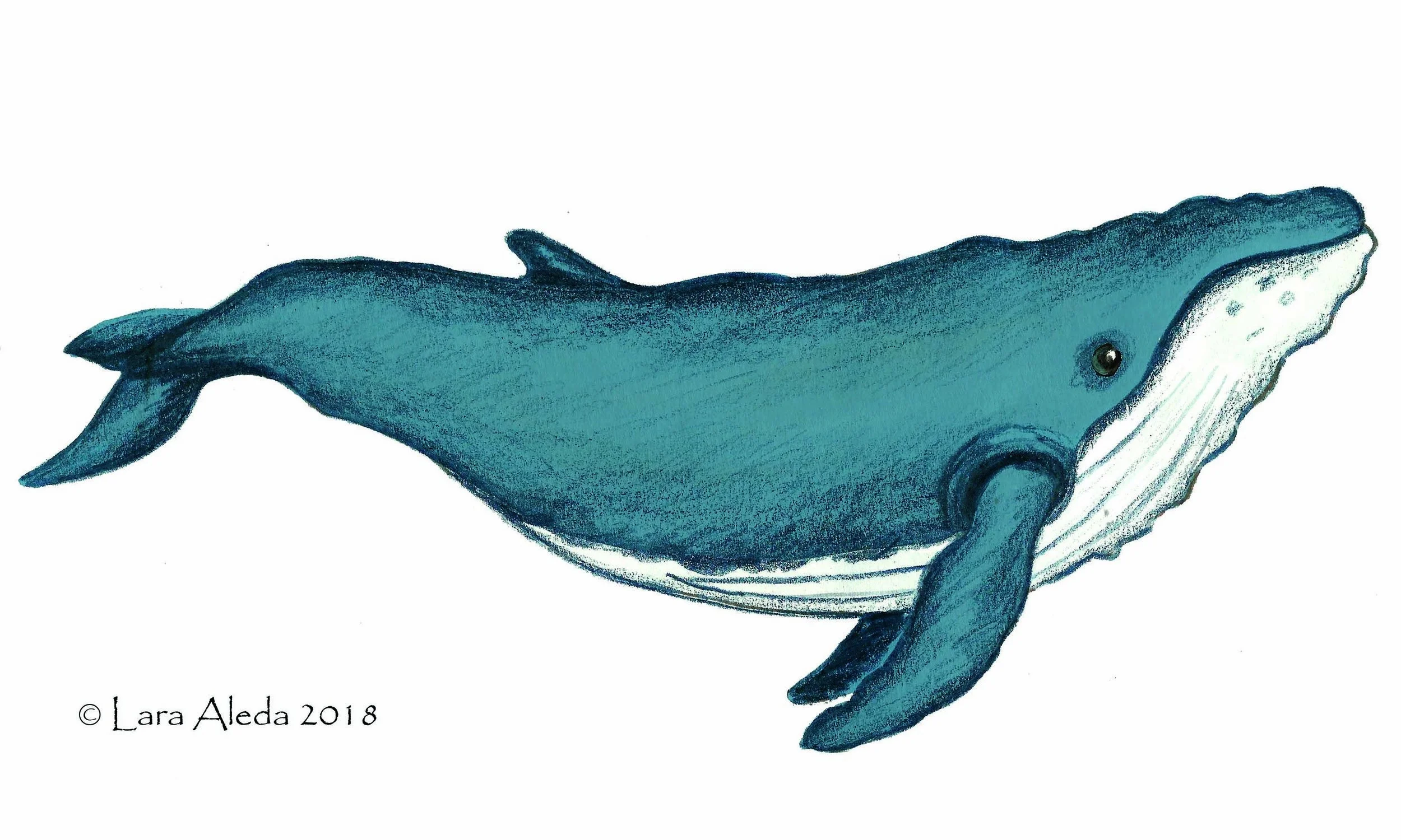 whale 2 C.jpg