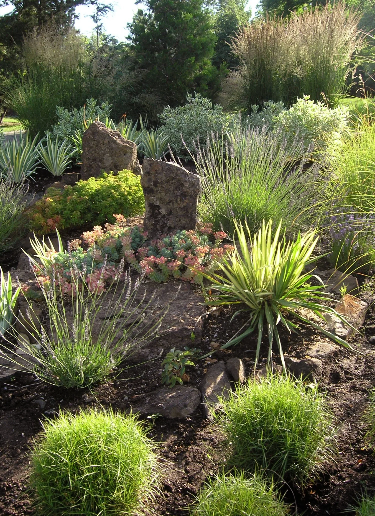 xeriscape_lavender_euphorbia_myrsinites