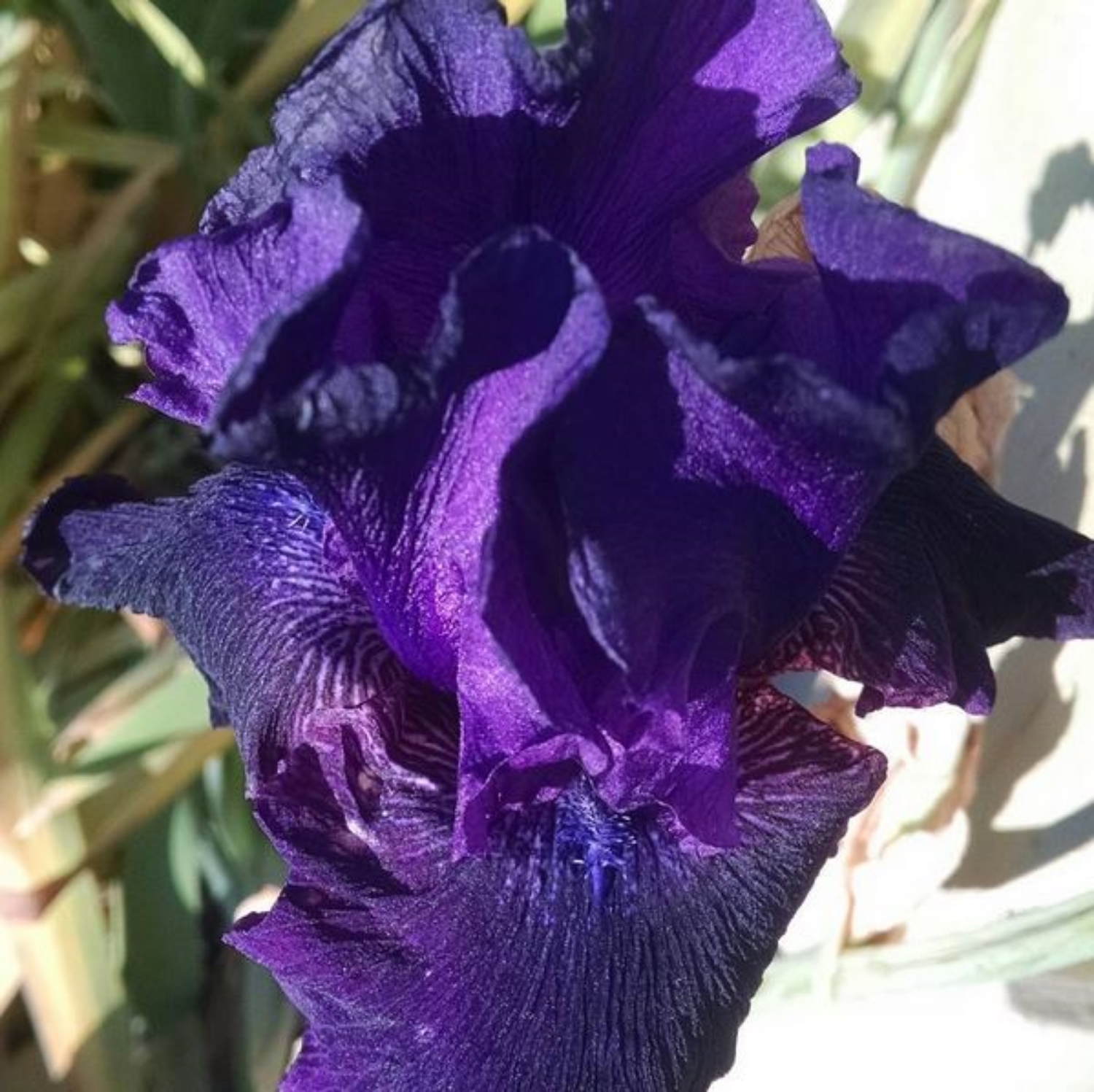 reblooming_iris