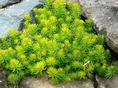 Sedum 'Angelina'