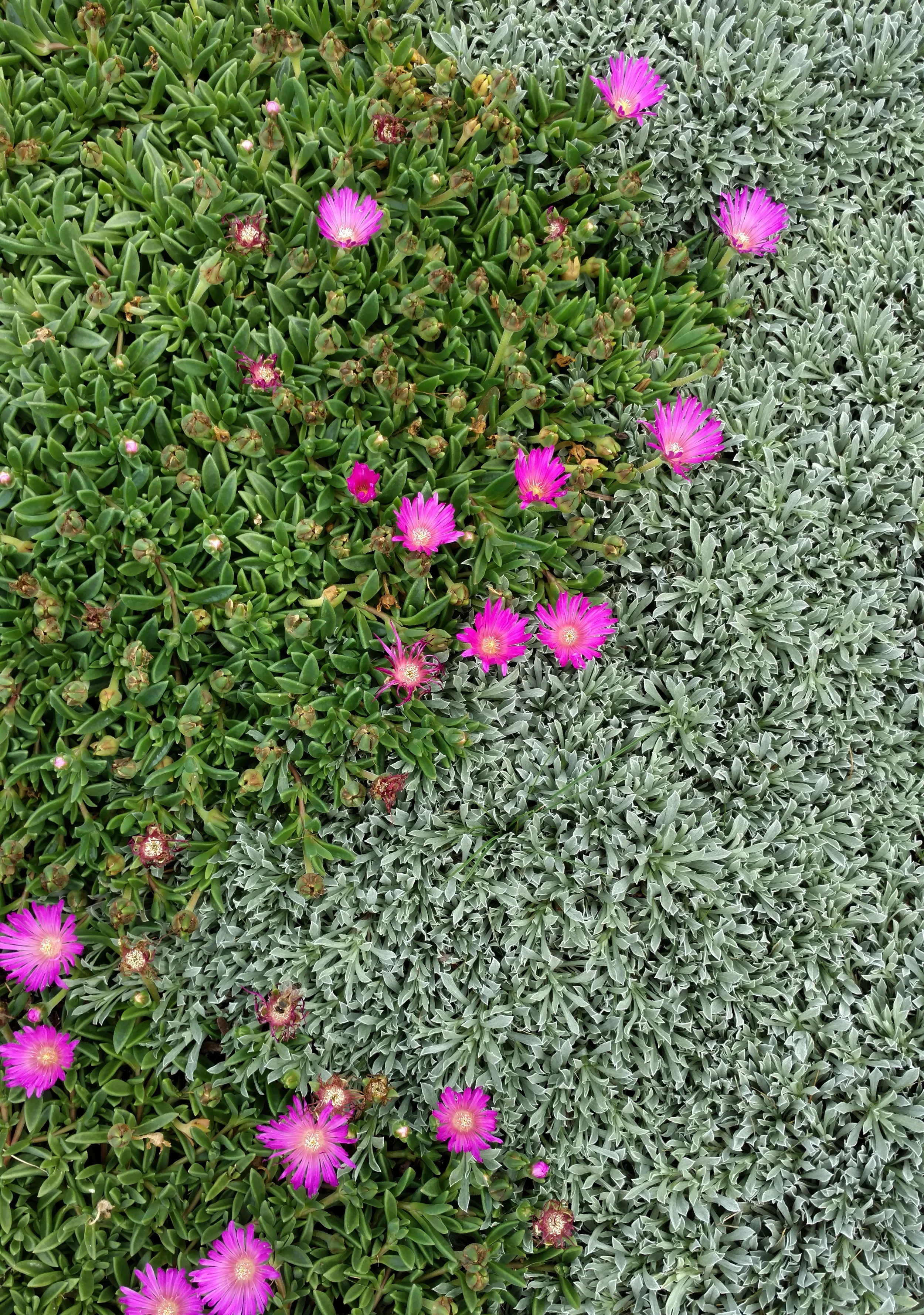 Ice Plant (left) and Antenarria