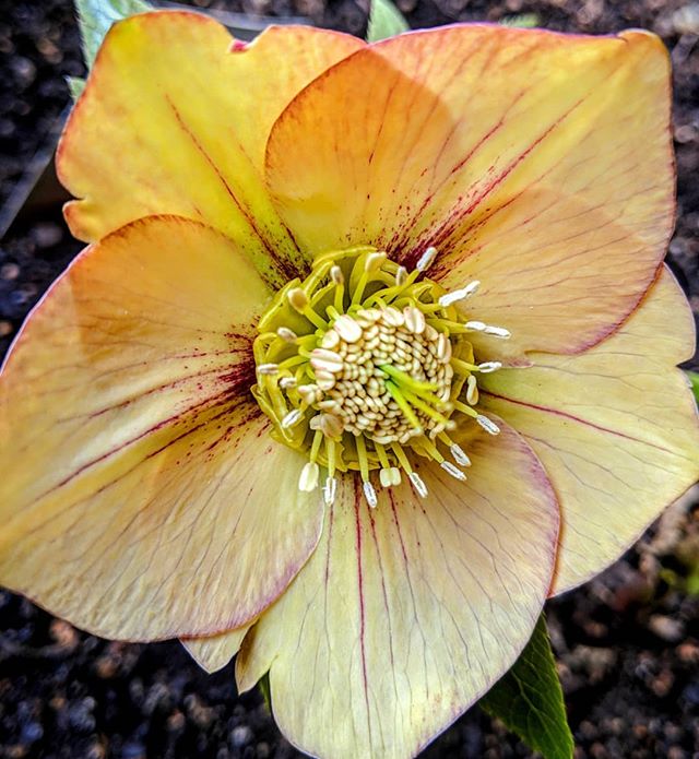 Obligatory Hellebore picture because, well, WOW. I believe this one is part of the WEDDING PARTY&trade; series: H. 'First Dance'. #diva #Helleborus #Lintenrose #gardendesign