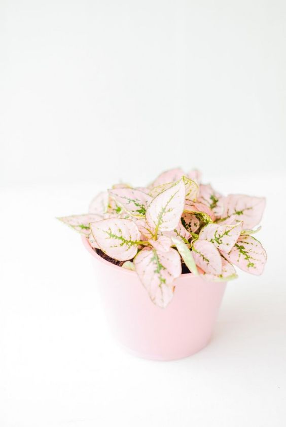 Image Source: Brit+Co, Fittonia plant (non-toxic)