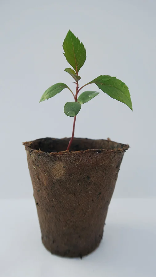 SEEDLING_1_WEB.jpg