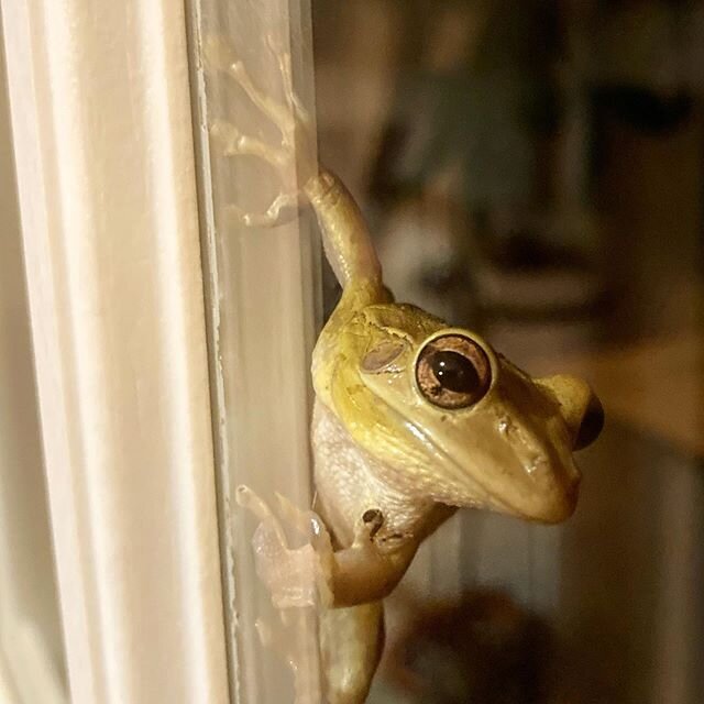 My visitor is back! 🐸 #frogsofinstagram