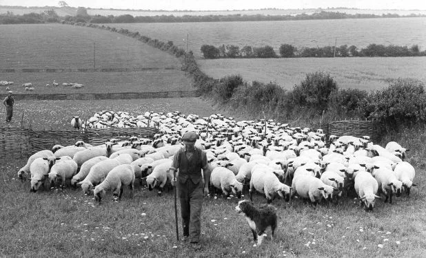 moving hurdled ewes ~ old j.jpg