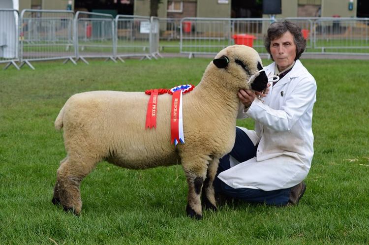 BREED CHAMPION THREE COUNTIES SHOW