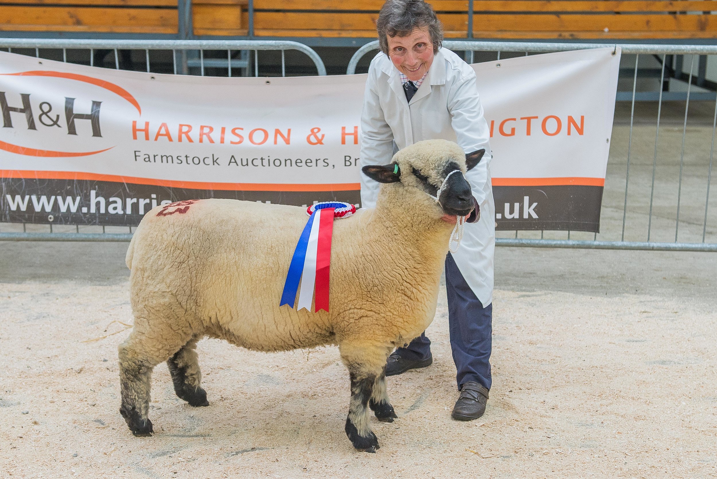 Carlisle Hampshire Down Female Record-breaking 2000 gns Ewe Lamb from Maes Glas