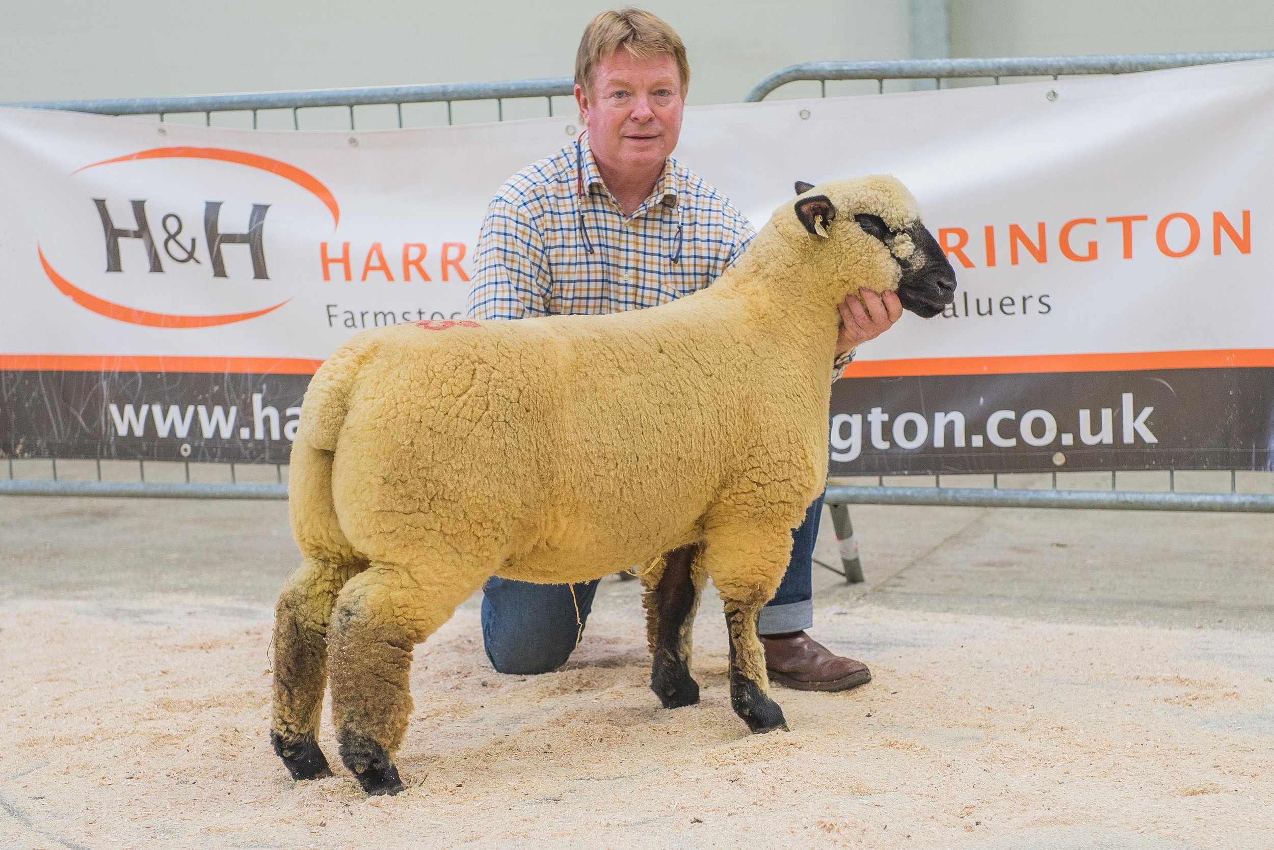The 1200 guinea ewe lamb from K P& A E McCarthy, Ballycreely