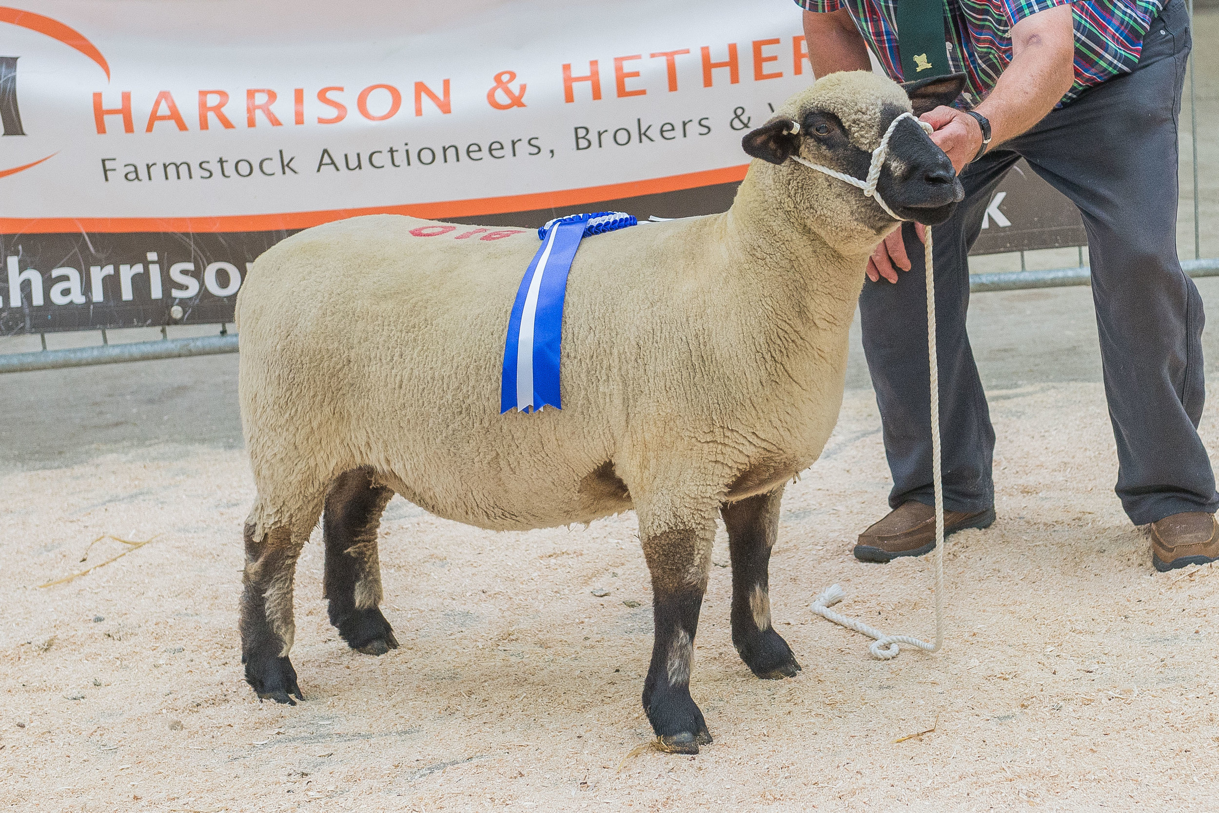 Reserve Champion, one-crop ewe from E J Cresswell's Wattisfield Flock, by Westland Domino