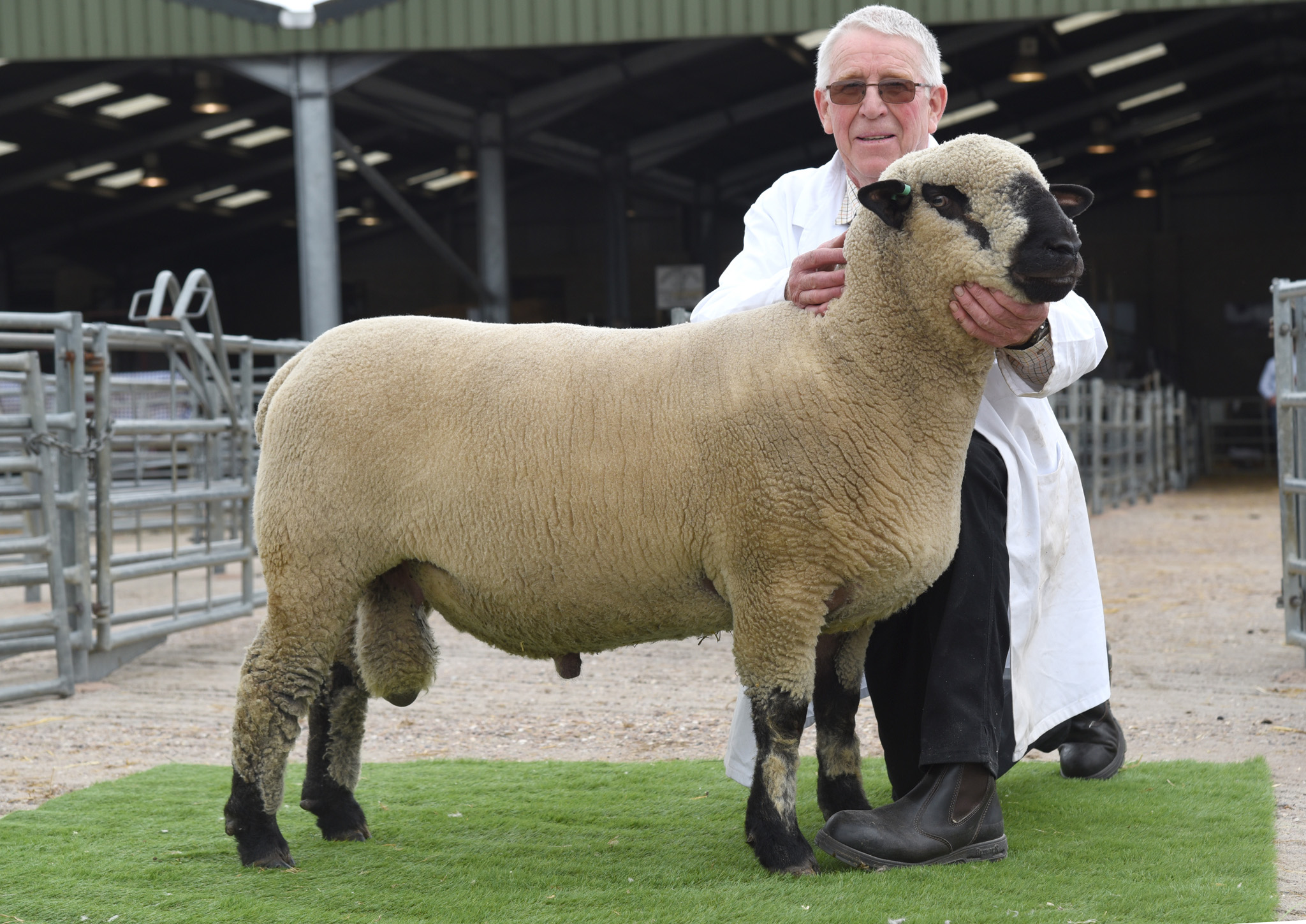 1st SHEARLING RAM