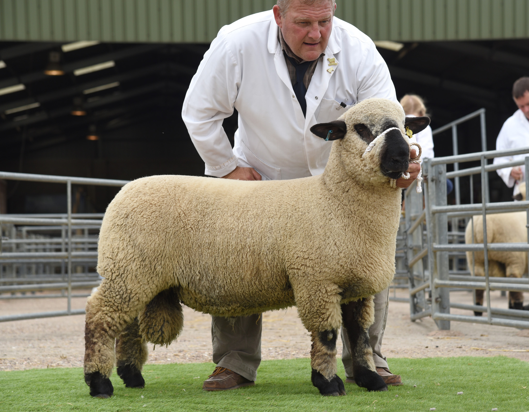 1st PERFORMANCE RECORDED RAM LAMB
