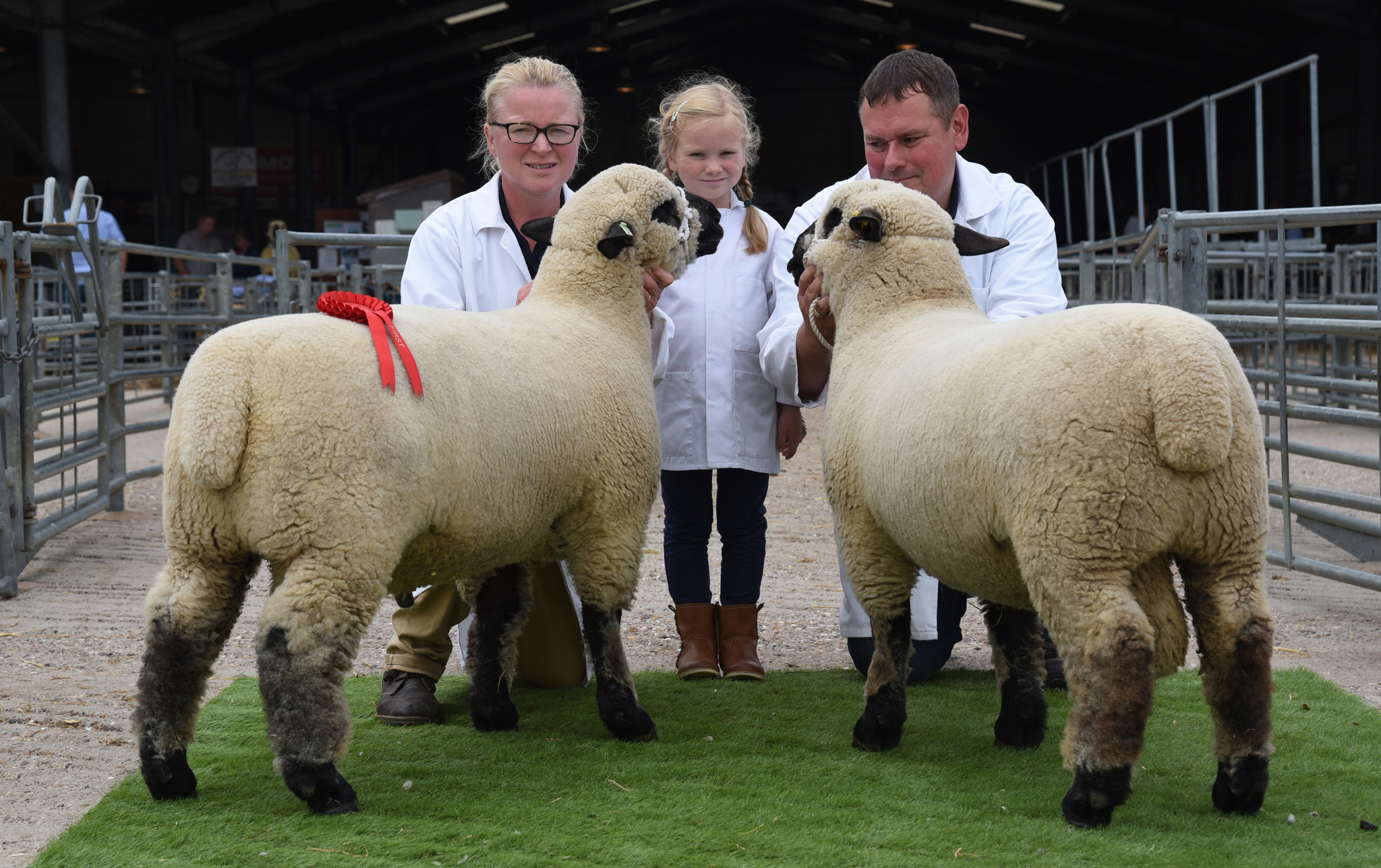1st PAIR RAM LAMBS