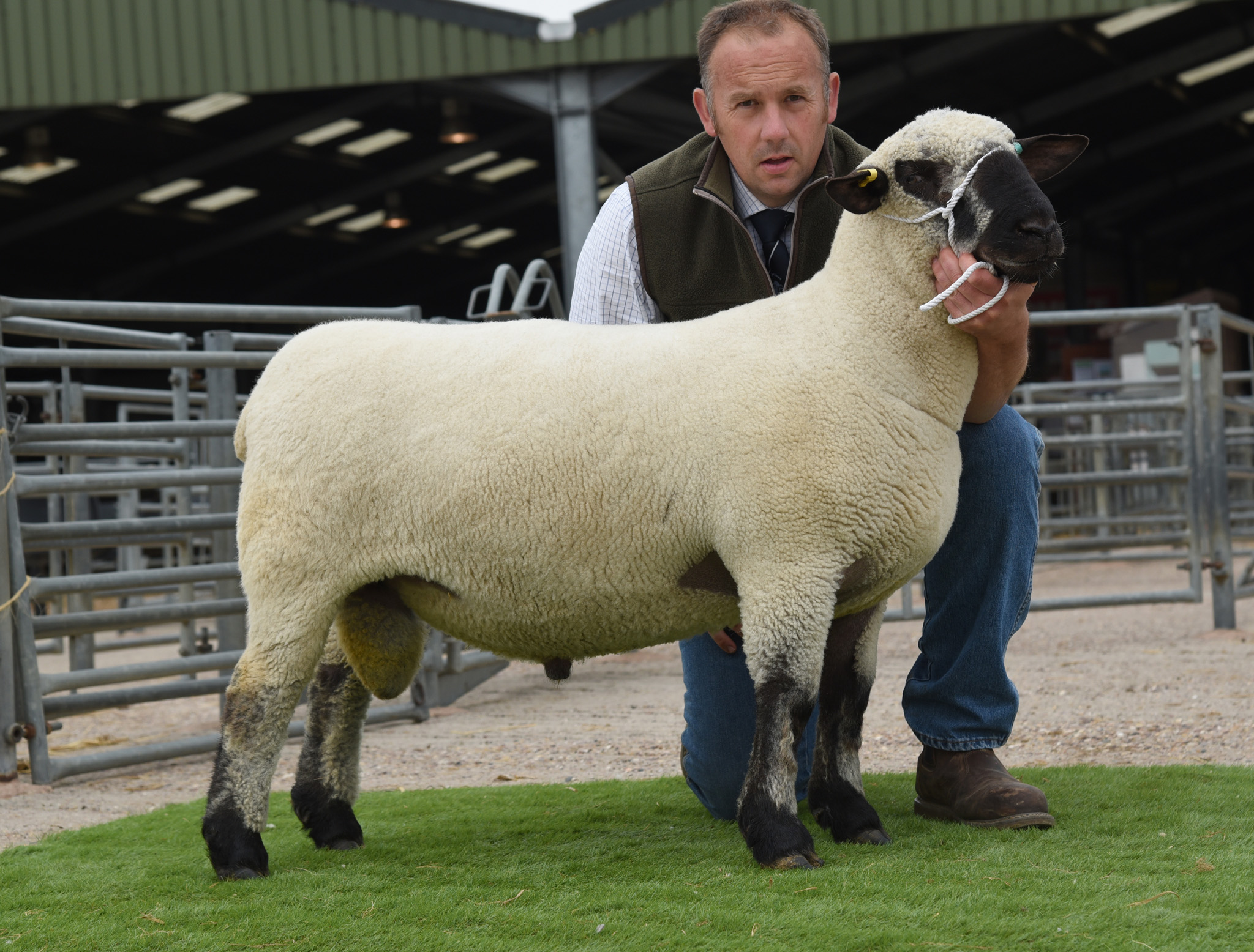1st SHORN SHEARLING RAM